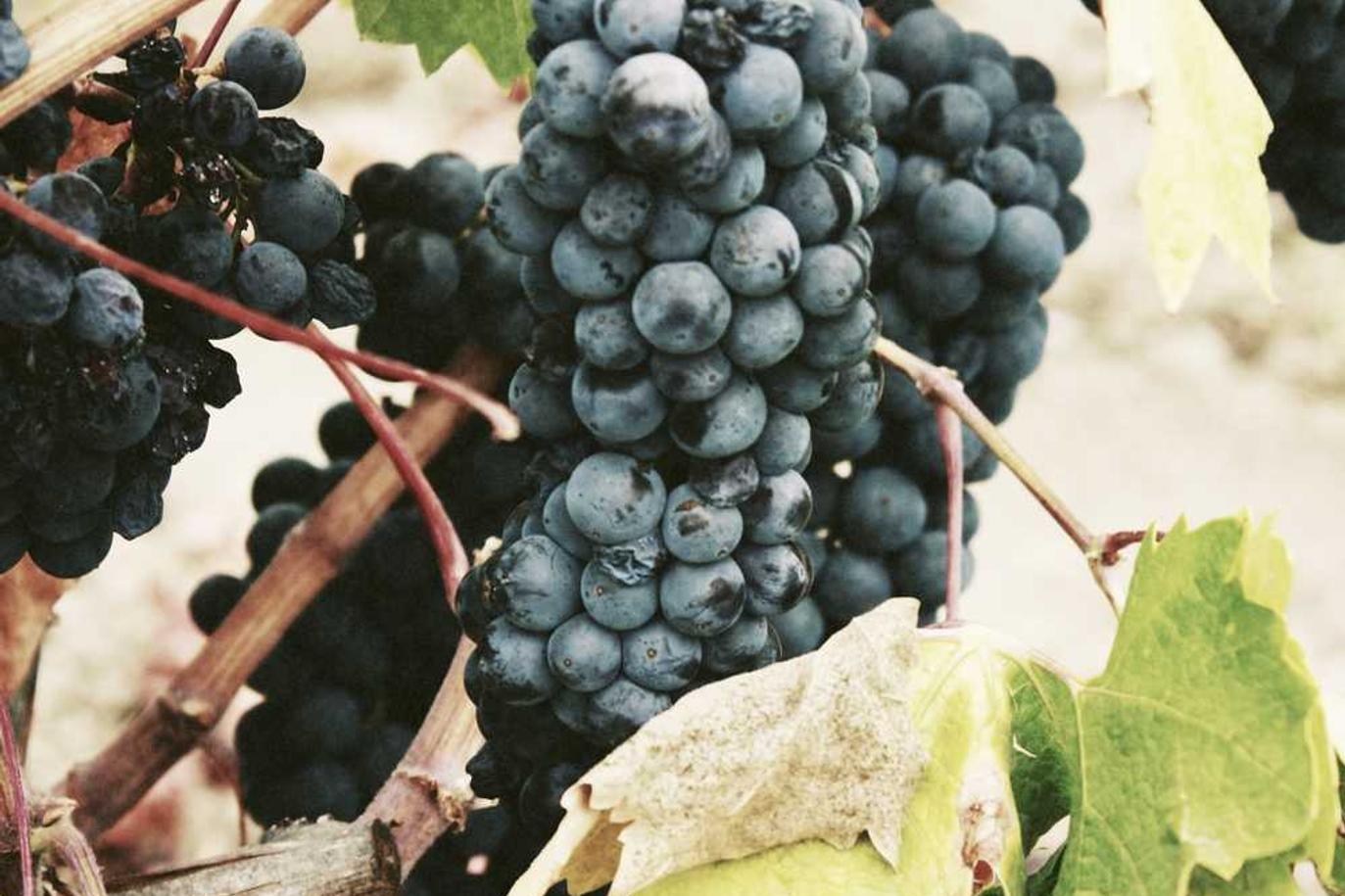 Aliquid in error non